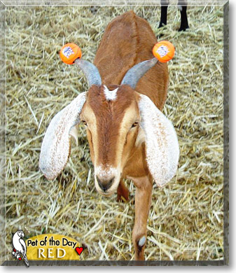 Red, the Pet of the Day Red, the Pet of the Day