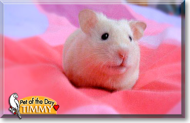 Timmy, the Pet of the Day Timmy, the Pet of the Day