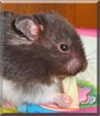 Betsylou