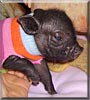 Wilbur