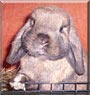Thumper