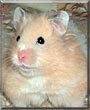 Cinnamon