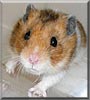 Timothy