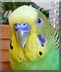 Lemon-Lime