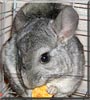 Fritz