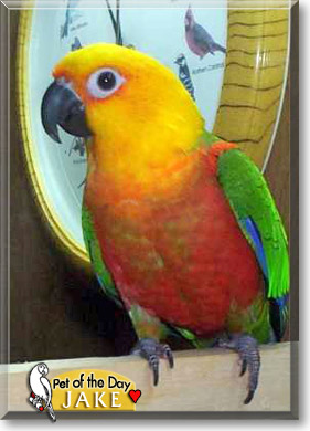 Laya, the Pet of the Day
