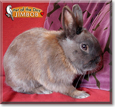 Jimbob, the Pet of the Day
