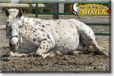 Shayla, the Pet of the Day