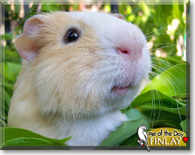 Finlay, the Pet of the Day