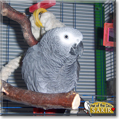 Sakir, the Pet of the Day