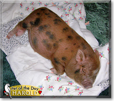 Harold, the Pet of the Day Harold, the Pet of the Day