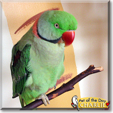 Charlie, the Pet of the Day Charlie, the Pet of the Day