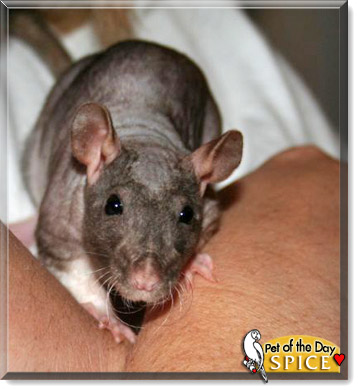 Spice, the Pet of the Day Spice, the Pet of the Day