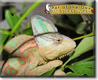 Mr. Sticky Fingers, the Pet of the Day