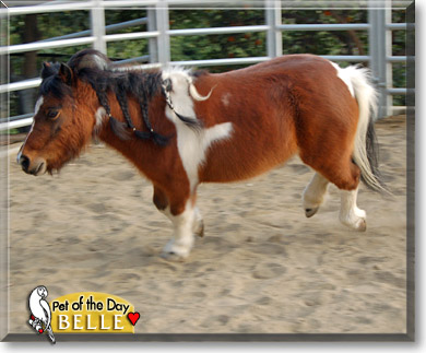 Belle, the Pet of the Day