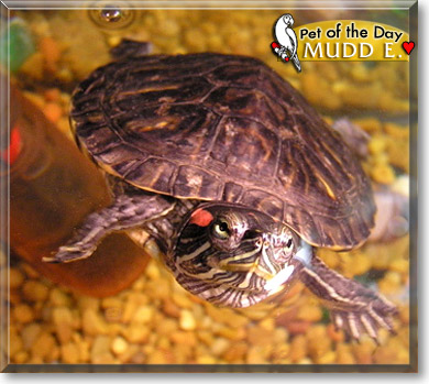 Mudd E. Turtle, the Pet of the Day Mudd E. Turtle, the Pet of the Day