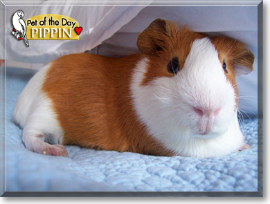 Pippin, the Pet of the Day Pippin, the Pet of the Day