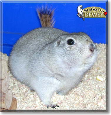 Dewey, the Pet of the Day Dewey, the Pet of the Day