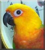 Jake