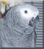 Sakir
