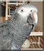 Maximillian