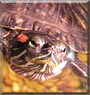 Mudd E. Turtle