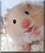 Honey Bear