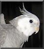 Birdie