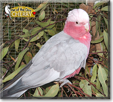 Cherry, the Pet of the Day