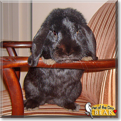 Bear, the Pet of the Day