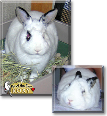 Roxy, the Pet of the Day
