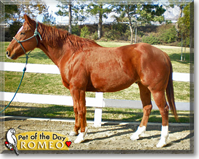 Romeo, the Pet of the Day