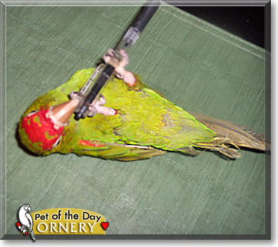 Ornery, the Pet of the Day