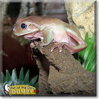 Dumpy, the Pet of the Day