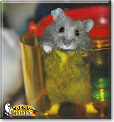 Pooky Shnibbler, the Pet of the Day