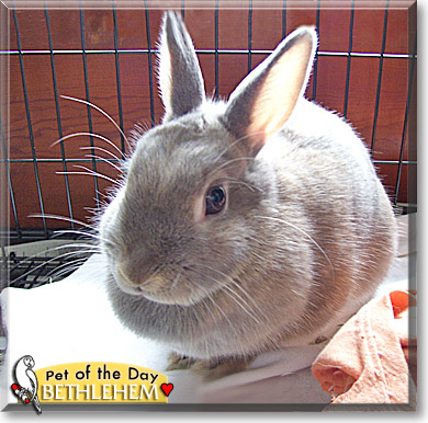 Bethlehem, the Pet of the Day