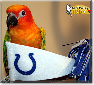 Indy, the Pet of the Day Indy, the Pet of the Day
