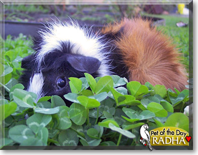 Radha, the Pet of the Day