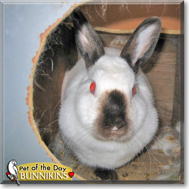 Bunnikins, the Pet of the Day