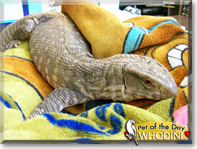Whodini, the Pet of the Day