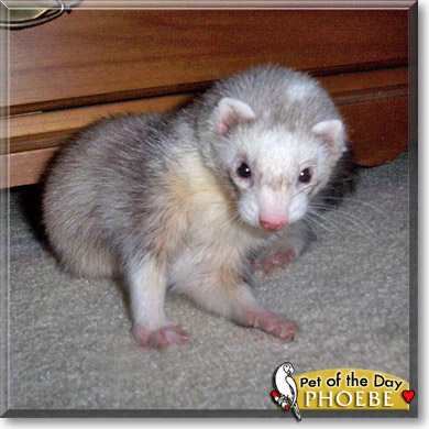 Phoebe, the Pet of the Day
