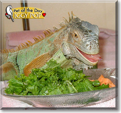 Iggy Pop, the Pet of the Day