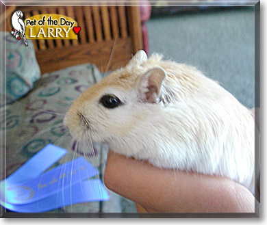 Larry, the Pet of the Day