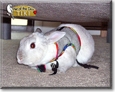 Tiki, the Pet of the Day