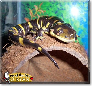 O'ryan, the Pet of the Day