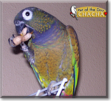 Chacha, the Pet of the Day