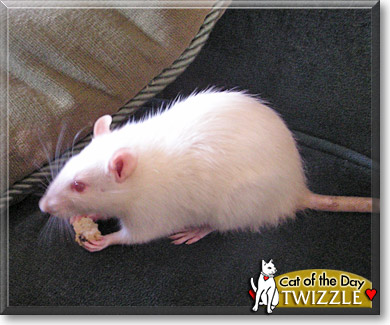 Twizzle, the Pet of the Day
