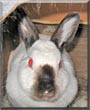 Bunnikins