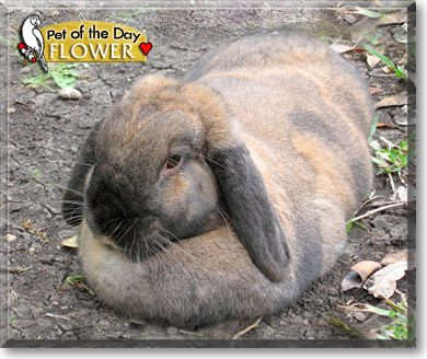 Flower, the Pet of the Day Flower, the Pet of the Day