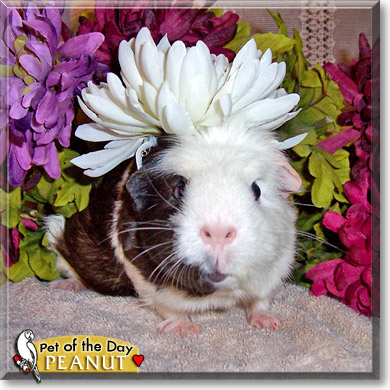 Peanut, the Pet of the Day Peanut, the Pet of the Day